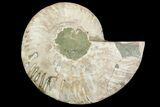 Cut & Polished Ammonite Fossil (Half) - Madagascar #157943-1